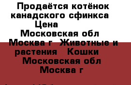 Продаётся котёнок канадского сфинкса › Цена ­ 8 500 - Московская обл., Москва г. Животные и растения » Кошки   . Московская обл.,Москва г.